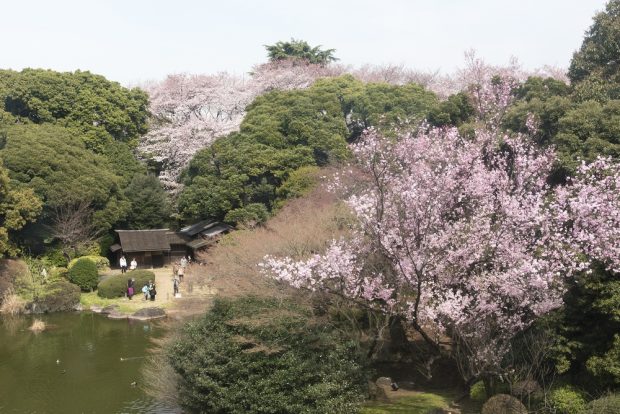 【お花見の穴場】東京国立博物館「博物館でお花見を」は桜も展示も楽しめる贅沢なイベント！