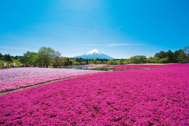 首都圏最大級！富士山麓に80万株の芝桜が咲き誇る「2019富士芝桜まつり」へ行こう！