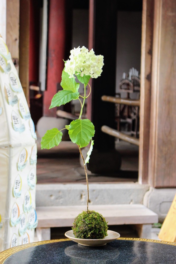 苔の上手な育て方とは？ テラリウム・盆栽づくりのコツをプロに聞く！ ｜ 和樂web 日本文化の入り口マガジン