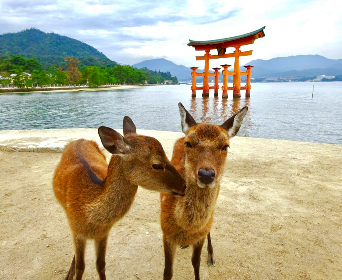 広島県宮島 厳島神社はペット同伴ok 鹿や絶滅危惧種の楽園をネコといっしょに巡る旅 和樂web 日本文化の入り口マガジン