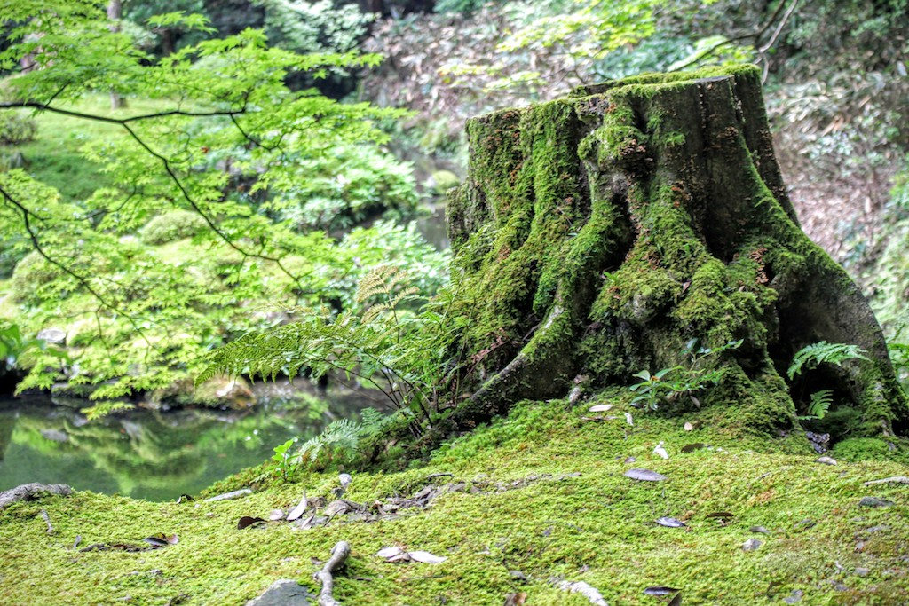 苔の上手な育て方とは テラリウム 盆栽づくりのコツをプロに聞く 和樂web 日本文化の入り口マガジン