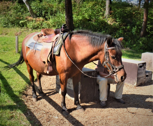 戦国武将はポニーに乗っていた 小さくてもパワフルなずんぐり馬たちがかわいい 和樂web 日本文化の入り口マガジン