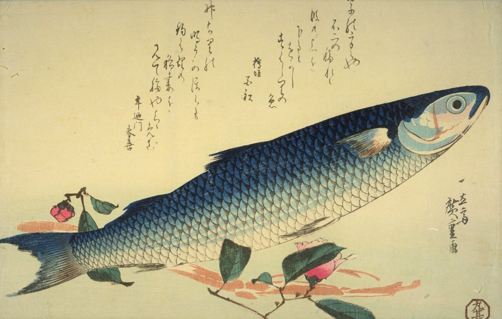 出世魚とは 種類や順番 名前が変わる理由など 意外な豆知識を徹底解説 和樂web 日本文化の入り口マガジン