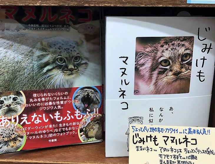 グッズ監修や保護猫支援も 神保町の猫本専門 にゃんこ堂書店 には工夫と愛が詰まっていた 和樂web 日本文化の入り口マガジン