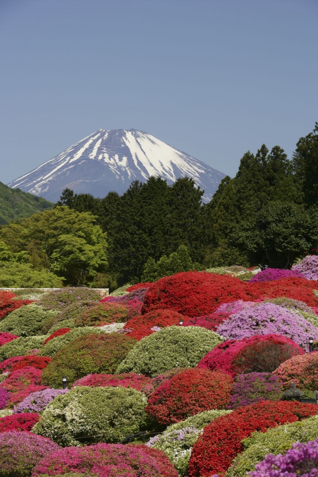 ツツジが見ごろ‼ 色とりどりの花々とアートに心癒される 5月の箱根へ‼