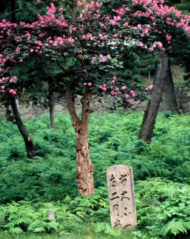 奈良の美を極めた写真家・入江泰吉が愛した風景を訪ねて、夏の旅へ