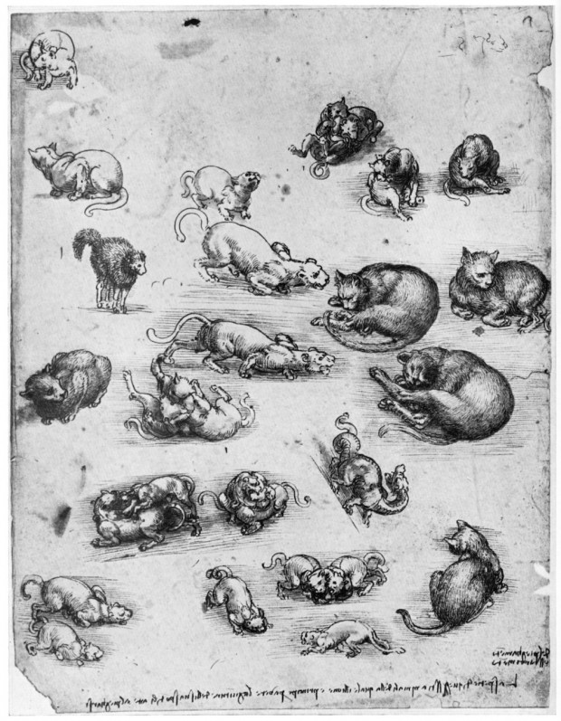 Studies of cats, 1513-1515 (1954). Found in the collection of the Royal Library, Windsor Castle, Windsor. A print from 