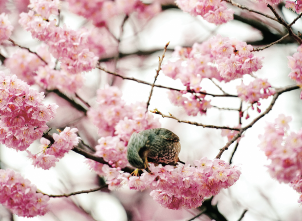 bird in cherry tree