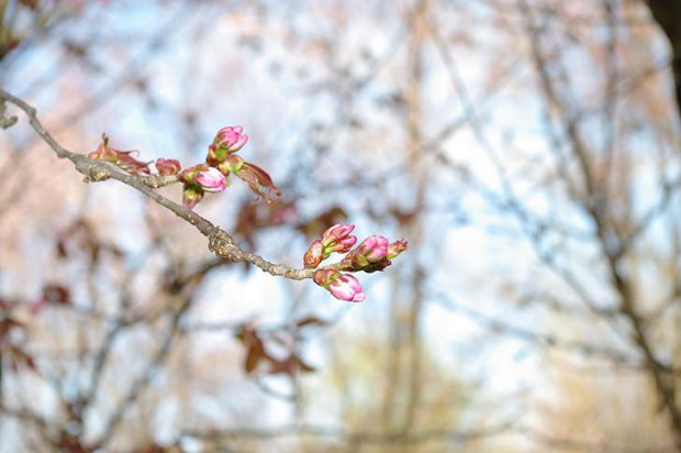 日本人はなぜ桜の下で花見をするのか、桜と日本文化の深く長い物語