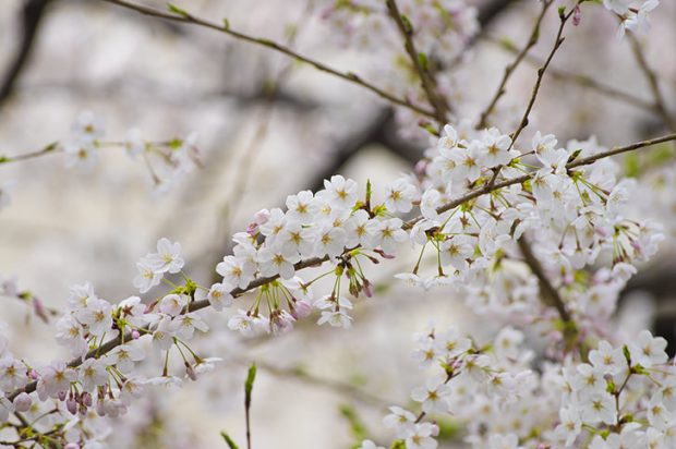 日本人はなぜ桜の下で花見をするのか、桜と日本文化の深く長い物語