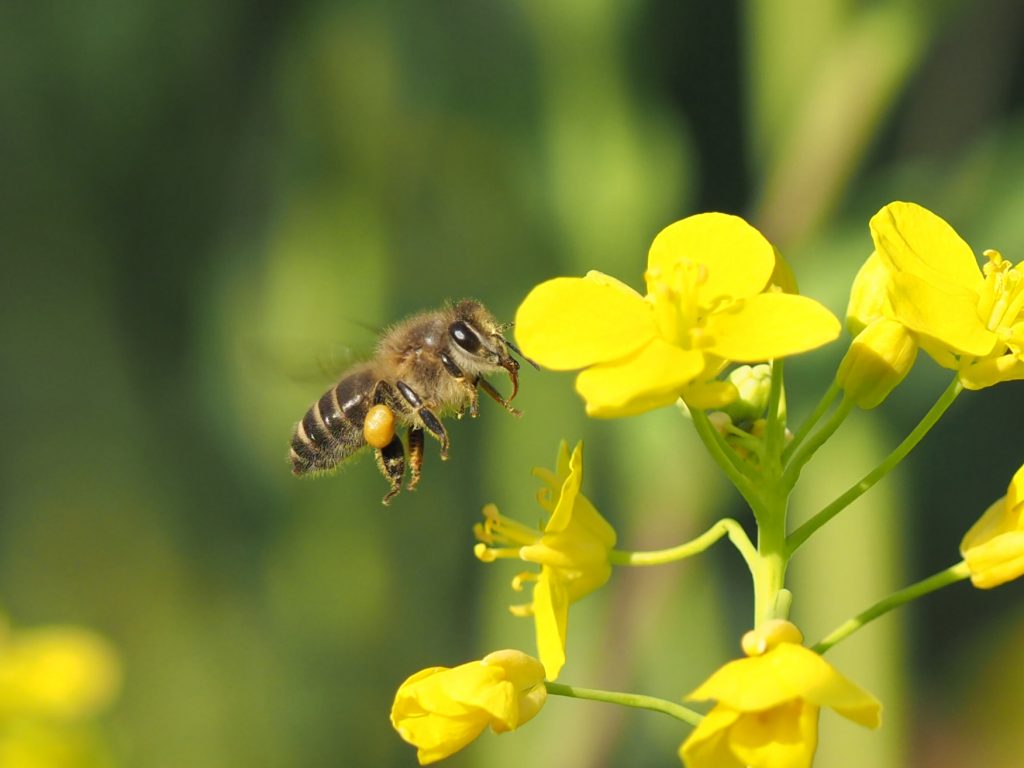 集団で敵を蒸し殺す 世紀の大発見 玉川大学のミツバチ研究に潜入 和樂web 日本文化の入り口マガジン