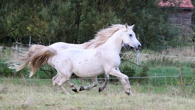 源頼朝もびっくり 献上された 9本足の馬 の正体とは 和樂web 日本文化の入り口マガジン