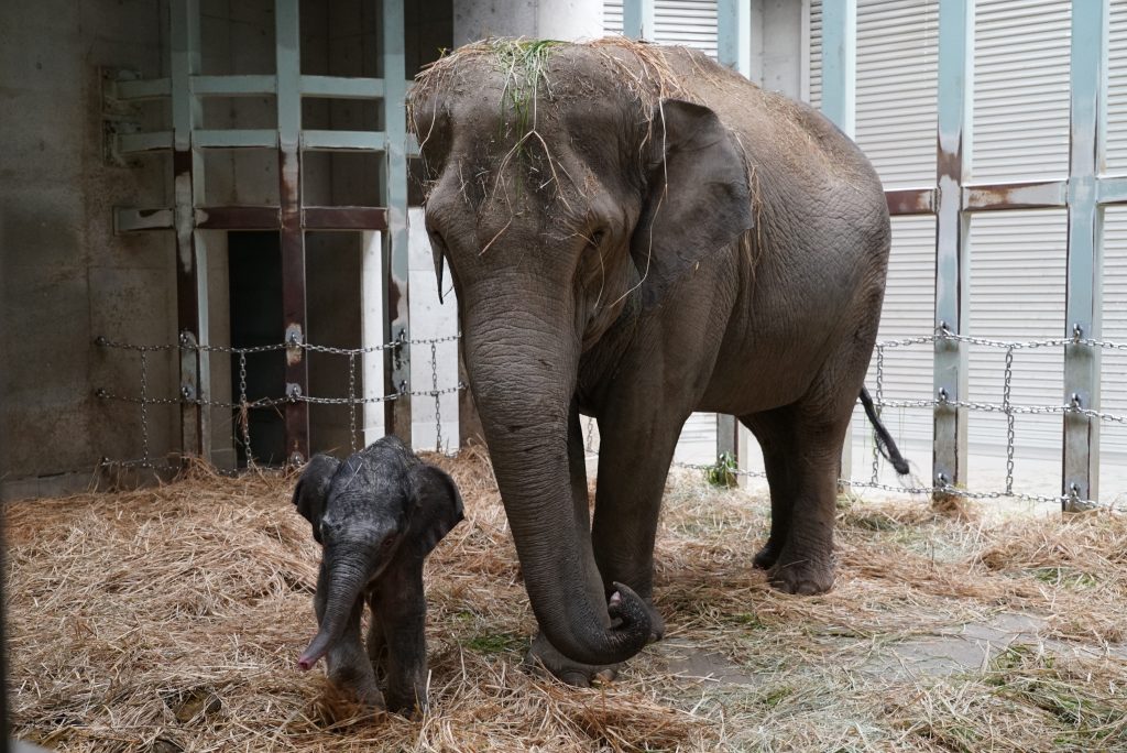 待望の赤ちゃん アルン 誕生 上野動物園とゾウのなが い歴史と 出産までの厳しい道のり 和樂web 日本文化の入り口マガジン