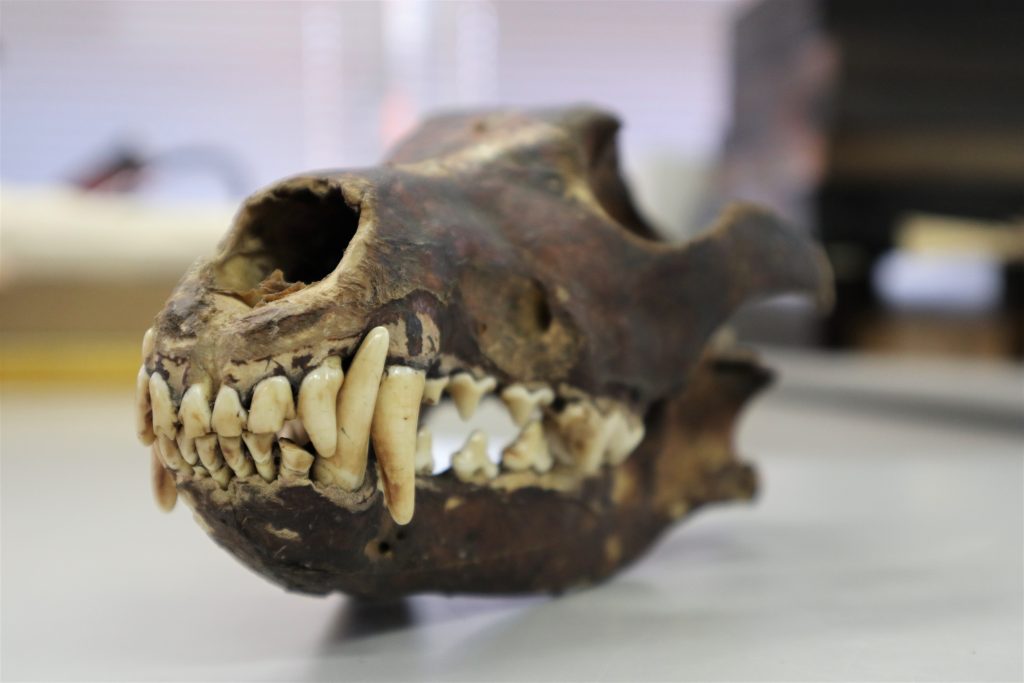 ニホンオオカミは本当に絶滅したのか 貴重な頭骨が示す事実と オオカミ信仰 和樂web 日本文化の入り口マガジン